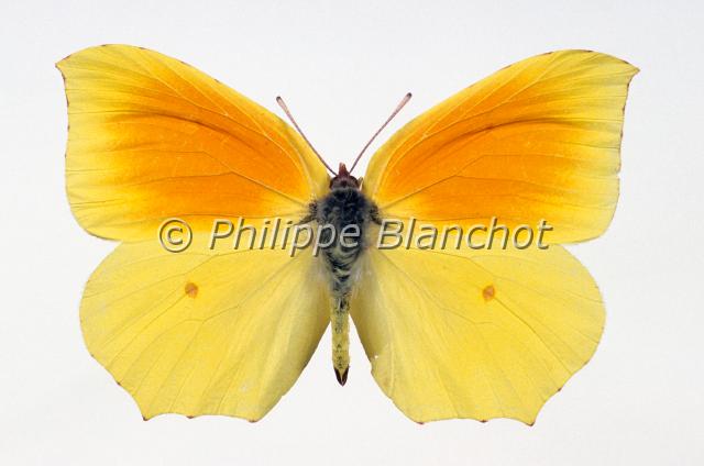 gonepteryx cleopatra.JPG - Gonepteryx cleopatra (male)Citron de ProvenceLepidoptera, PieridaeFrance